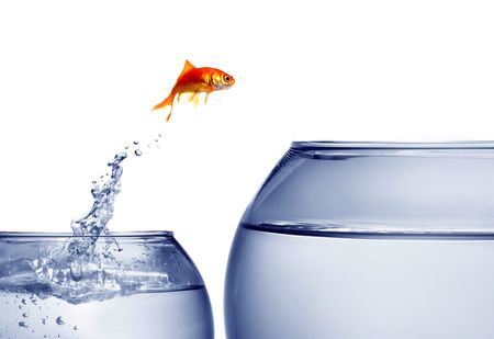 goldfish jumping out of the water goldfish jumping out of the water