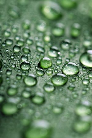  leaf with drops of waterの写真素材
