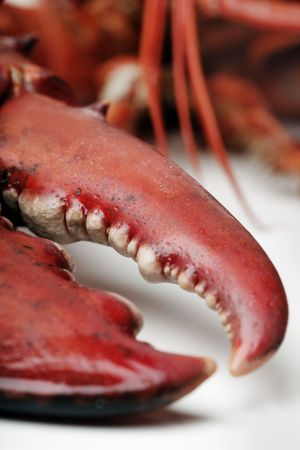 Crusher Clawの写真素材
