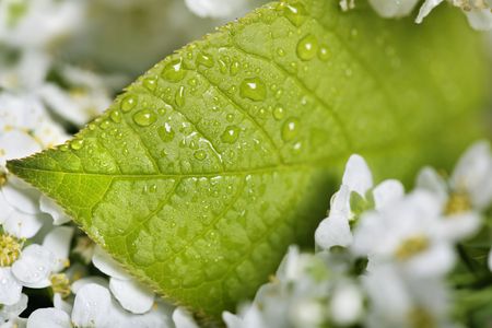 Green leaf with water droplet 