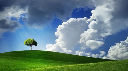 Lonely tree on green filed,  blue sky and white cloudsの写真素材