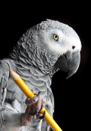 Parrot Holding Pencilの写真素材