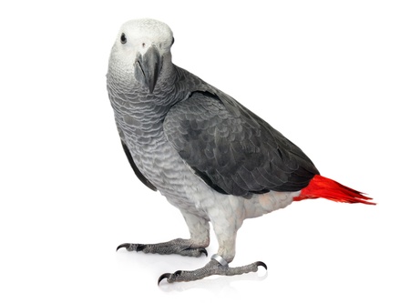 African Grey Parrot isolated on a white backgroundの写真素材