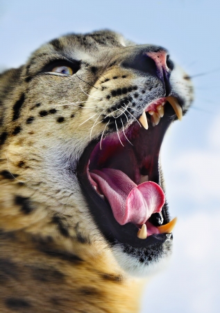 snow leopard portrait 