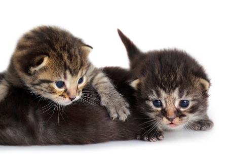 	Isolated Kittenの写真素材