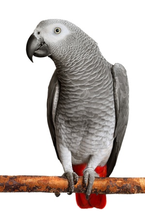 African Grey Parrot の写真素材