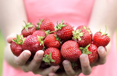 Freshly Picked Strawberriesの写真素材