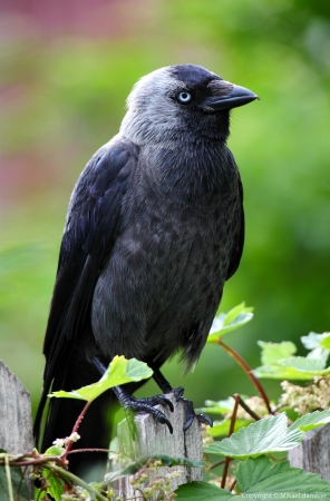 Jackdaw Corvus monedula birdの写真素材