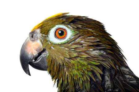 parrot head