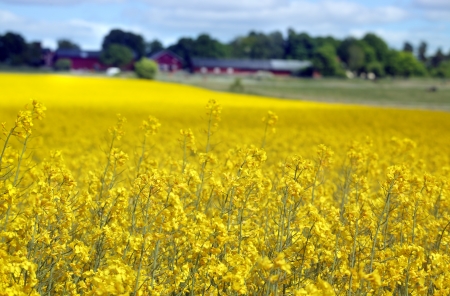 yellow field with oil seed rape in early spring