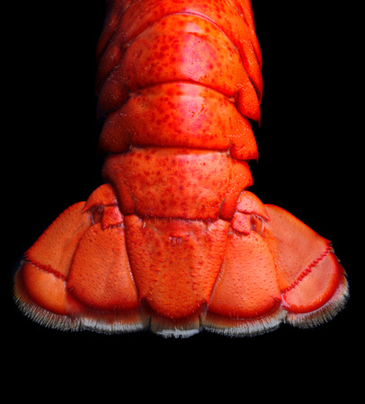 Lobster tail on black backgroundの写真素材