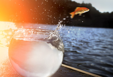 goldfish jumping out of the water