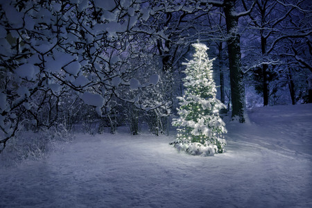 Christmas Tree in Snowの写真素材