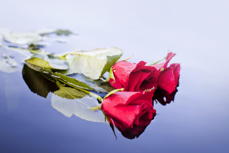 Roses on the waterの写真素材