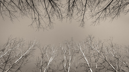 tangle of trees in the swamp under a clear skyの写真素材