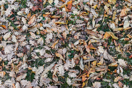 carpet of autumn leavesの写真素材