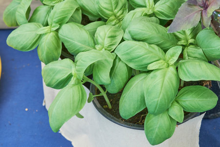 Vibrant basil plants grow in a dark pot, displaying rich green leaves. The setting is a lively local market, filled with fresh produce and herb varieties on a sunny day.の写真素材