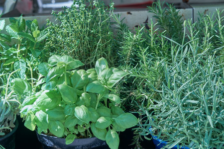 Various potted herbs are arranged vibrantly at a bustling market. The display includes basil, mint, and rosemary, showcasing their lush green leaves under bright sunlight.の写真素材