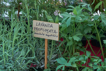 Fresh lavender and various aromatic herbs are arranged at a bustling market in spring. Vendors offer their products, attracting customers with delightful scents and vibrant colors.の写真素材
