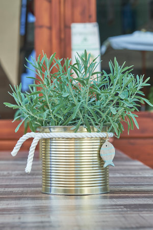 a plant in a tin can on a table outsideの写真素材