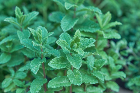 a close up of a plant with leaves and stemsの写真素材