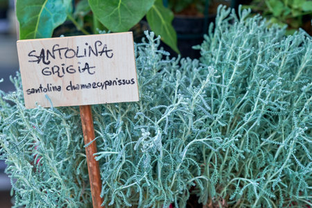 a sign in front of a plant with a sign that says santolinaの写真素材