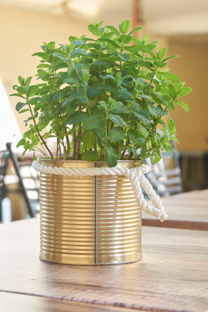 a plant in a metal can on a table with ropeの写真素材