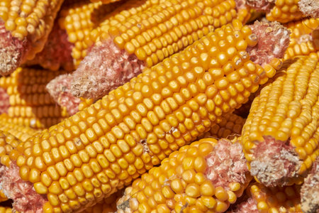 A vibrant close-up of numerous bright yellow corn cobs piled together, showing the texture of their kernels and the red husks, emphasizing a bountiful harvest.の写真素材