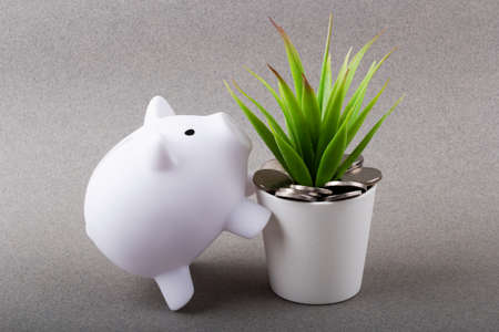 Piggy bank with green flower, business and finance conceptの写真素材