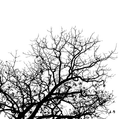 A high contrast bare tree in balck and whiteのイラスト素材
