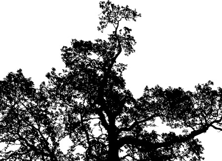 A black, barren tree isolated on white background.のイラスト素材