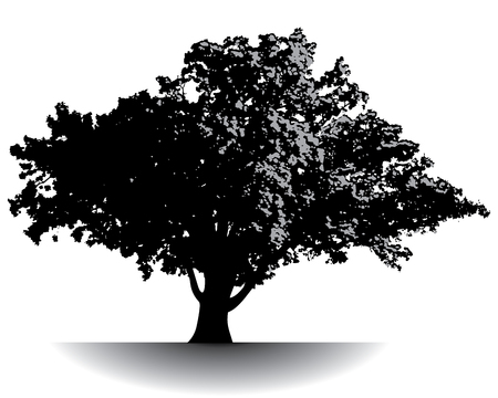 Spectacular ancient tree in black and grayのイラスト素材