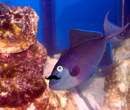 Picture of a Niger Tiggerfish enhanced to look human 