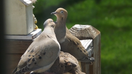 Two doves and their baby.の写真素材