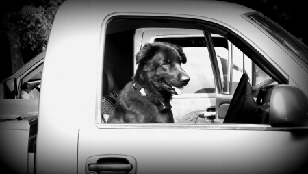 This is a photograph of a dog waiting to drive the truck の写真素材