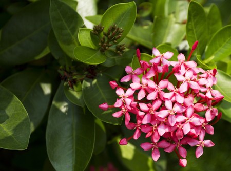 pink flower with leaves in hong kongの写真素材