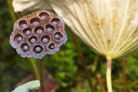 the lotus root, shower nozzle, flower in Hong Kongの写真素材