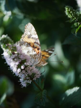 A butterfly in summer on a flowering plantの写真素材