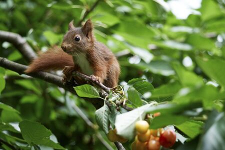A squirrel in the summer in a cherry treeの写真素材