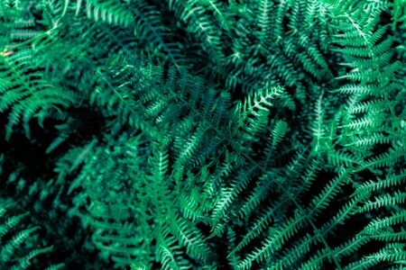 Green and blue fern texture in jungle