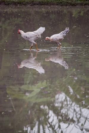 Wild chickens walking in shallow waterの写真素材