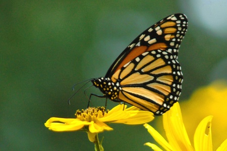 butterflyの写真素材