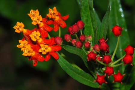 butterfly weedの写真素材