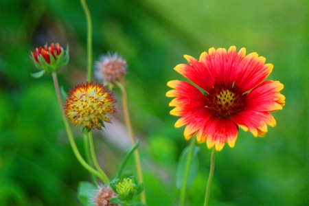 gazania in bloomの写真素材