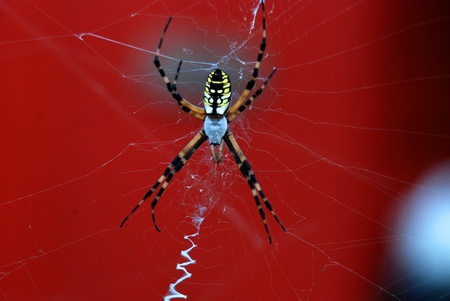 Spider and webの写真素材
