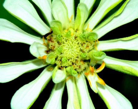 Opening Zinniaの写真素材