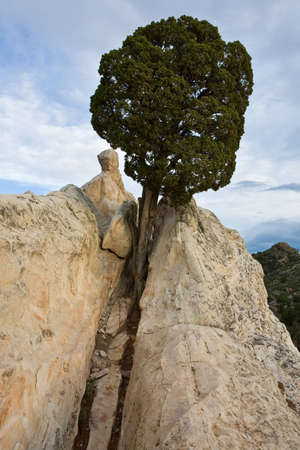 Tree On White Rock in Garden Of The Gods.