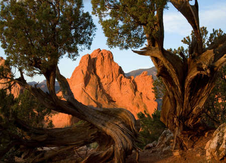 Juniper tree frames South Gateway Rock in Garden Of The Gods Park.の写真素材