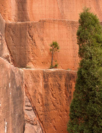 A little seedling finds a foothold on a sandstone ledge in Colorado Springs' Red Rock Canyon Open Space.の写真素材