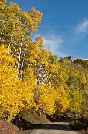Autumn aspens along county road  7 near Ouray, Coloradoの写真素材